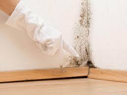 Why You Should Choose Our Mold Remediation Services in Atwood, IL